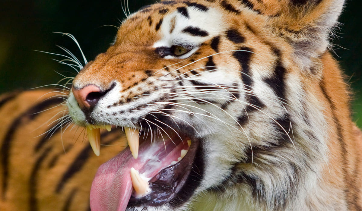 Periyar Tiger Reserve